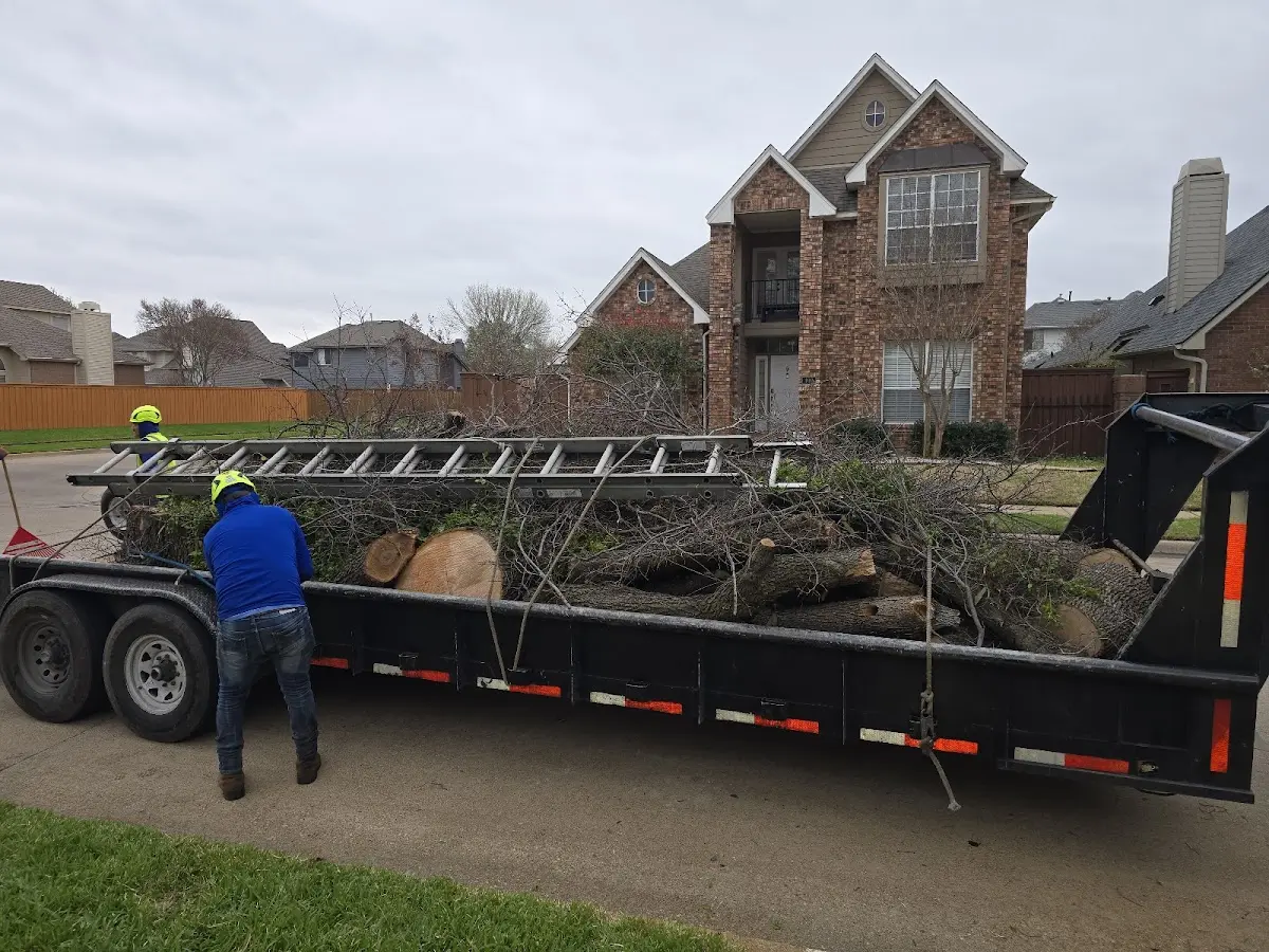 Expert Tree Fertilization with proper safety equipment in Dover